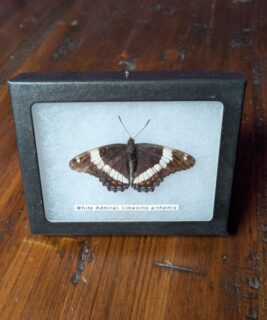 91201 - Shrike's Critters - White Admiral