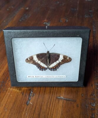 91201 - Shrike's Critters - White Admiral