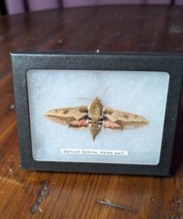 91202 - Shrike's Critters - Gallium Sphinx