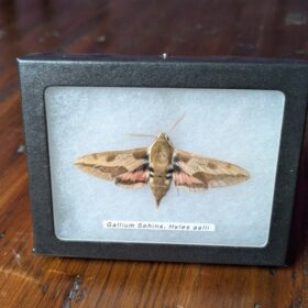 91202 - Shrike's Critters - Gallium Sphinx