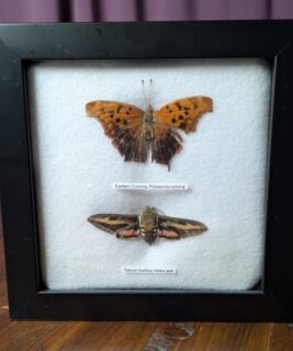 91203 - Shrike's Critters - Comma-Sphinx