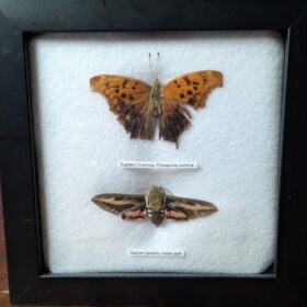 91203 - Shrike's Critters - Comma-Sphinx