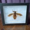 91204 - Shrike's Critters - Water Bug