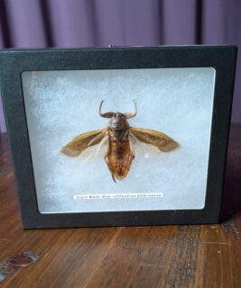 91204 - Shrike's Critters - Water Bug