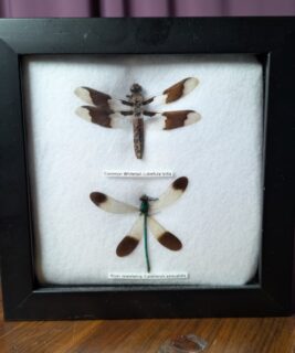91205 - Shrike's Critters - Whitetail-Jewelwing
