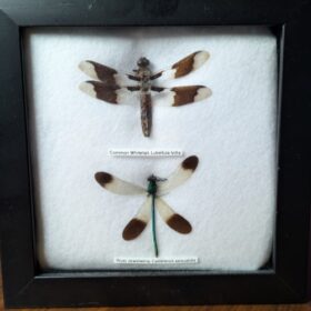 91205 - Shrike's Critters - Whitetail-Jewelwing