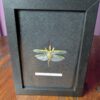 91206 - Shrike's Critters - European Mantis