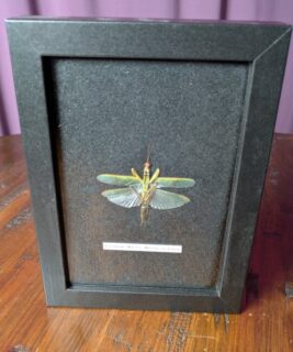 91206 - Shrike's Critters - European Mantis