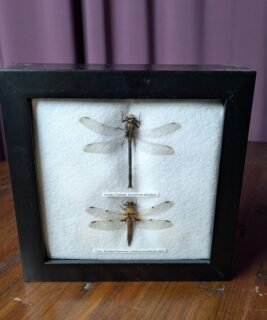 91207 - Shrike's Critters - Clubtail-Skimmer