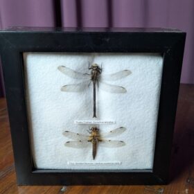 91207 - Shrike's Critters - Clubtail-Skimmer