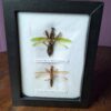 91208 - Shrike's Critters - Mantis'