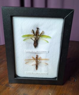 91208 - Shrike's Critters - Mantis'