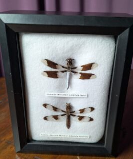 91210 - Shrike's Critters - Whitetail-Skimmer