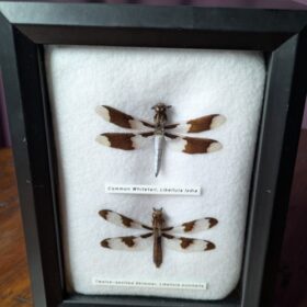 91210 - Shrike's Critters - Whitetail-Skimmer