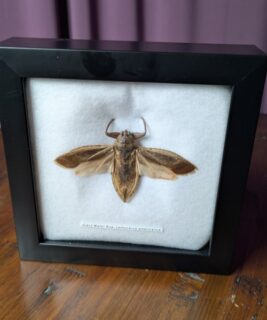 91212 - Shrike's Critters - Giant Water Bug