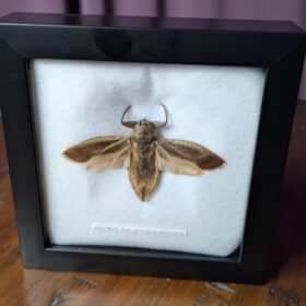 91212 - Shrike's Critters - Giant Water Bug