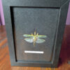 91206 - Shrike's Critters - European Mantis