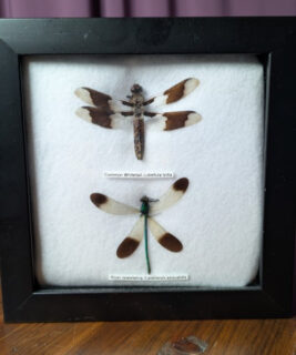 91205 - Shrike's Critters - Whitetail-Jewelwing