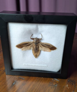 91212 - Shrike's Critters - Giant Water Bug