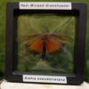 91225 - Shrike's Critters - Red-Winged Grasshopper