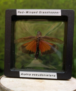91225 - Shrike's Critters - Red-Winged Grasshopper
