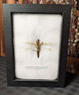 91215 - Shrike's Critters - European Mantis 3