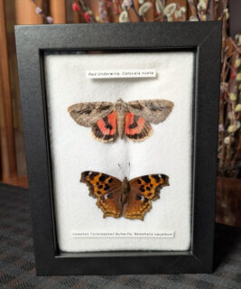 91216 - Shrike's Critters - Red Underwing - Compton Butterfly