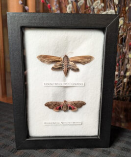 91217 - Shrike's Critters - Canadian Sphinx - Blinded Sphinx