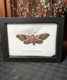 91218 - Shrike's Critters - Modest Sphinx 1