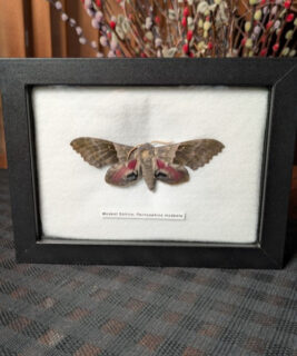 91219 - Shrike's Critters - Modest Sphinx 2