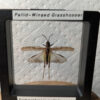 91221 - Shrike's Critters - Pallid-Winged Grasshopper 1