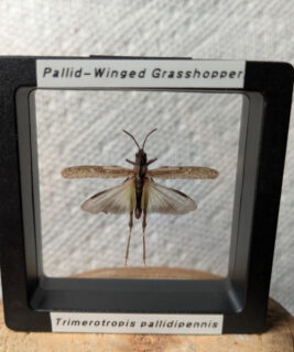 91221 - Shrike's Critters - Pallid-Winged Grasshopper 1