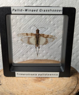 91222 - Shrike's Critters - Pallid-Winged Grasshopper 2
